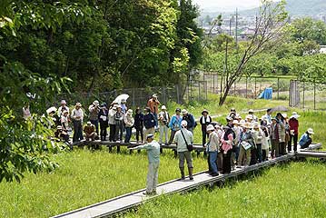 木道の上から咲き始めたトキソウの観察。今年は春先の低温のためか、予想より花が少し遅かったようです。