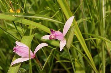 鳥のトキ（朱鷺）の翼の下の羽毛の色に花の色が似ているので、トキソウと呼ばれます。