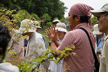 岡山県では1か所にしか自生地がない、マルバコウツギと九州産のコウツギの違いの説明中。九州まで行かないと出会わない組み合わせなので、覚えてもほぼ役に立たないムダ知識です？