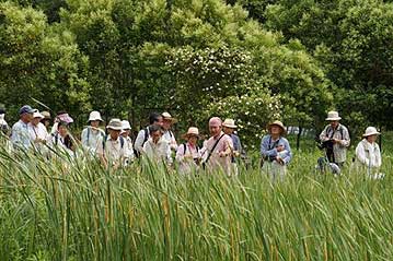 温室エリアの池一面に繁茂したヒメガマの花を観察。「因幡の白ウサギ」はガマの穂綿ではなく、ガマの花粉を体に塗ったので、秋ではなく、今頃の出来事と考えられます。