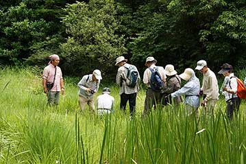 湿地の最奥部にカキランの群落があります。道が細いので、数人ずつ、交代で観察してもらいました。