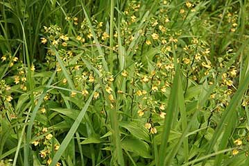 本日のお題の植物その2、カキランの群落。ちょうど花の最盛期で、見事でした。