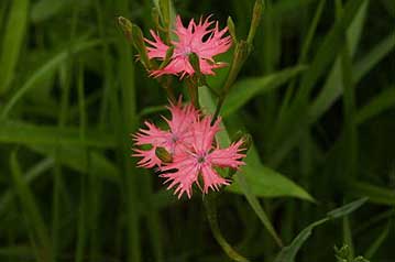 湿地にはオグラセンノウも咲き始めていました。岡山県内の自生地は新見市の鯉ヶ窪湿原のみですので、県内では今年初のオグラセンノウの花です。