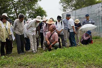 温室エリアに戻り、ホソバヤマジソやカワラケツメイなどの芽生えを観察したのち、閉会となりました。