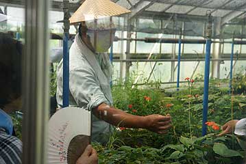 今回のテーマの植物のひとつ、ナデシコ科の花1種類目、フシグロセンノウの花が温室内で咲いていました。