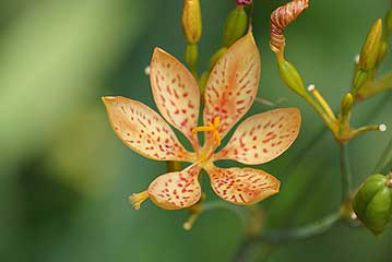 万葉集にも登場する、ヒオウギの花。花は一日花で、なぜか、強くねじれてしぼみます。（花の右上）