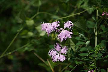 カワラナデシコの花。カワラナデシコは花がきれいなだけではなく、草刈りに耐えて咲く、「強さ」にも特徴があります。