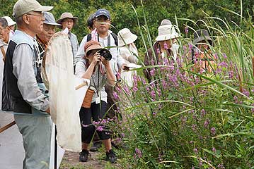 温室エリアの池北側に咲いていた、エゾミソハギの花を観察。チョウなどの訪花昆虫も観察されました。