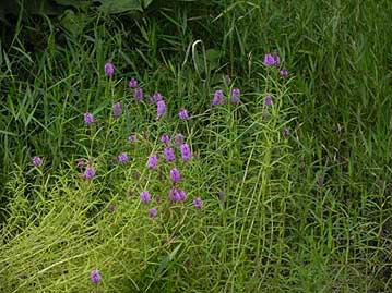 水の無い池の中で、無事になんとか花を咲かせたミズトラノオ。岡山県では野生絶滅とされています。
