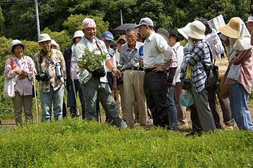 お茶の作り方を解説するために2株ほど引き抜いて、干し方などについて話をしました。