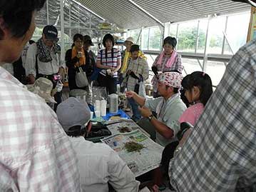 焙じたものをお茶パックに入れて、あとは普通のお茶と同じように淹れるだけ。だんだんとお湯が金色になってきます。