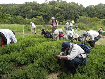 会の終了後、希望者にはお土産としてカワラケツメイを差し上げました。みなさん、「こうかい茶」が気に入られたようで、笑顔で持って帰られました。