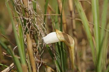 ススキの株からは白花のナンバンギセルが出てきていました。湿地のナンバンギセルはすでに花が終わりましたが、乾燥した温室エリアでは花が遅くなります。