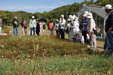 前回の「楽しむ会」でお茶にしたカワラケツメイは豆のさやがはじけて茶色くなっていました。