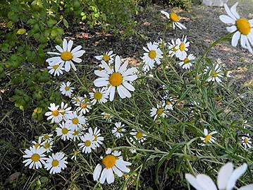 湿地に生える絶滅危惧種の野菊、ミコシギク。