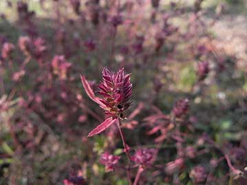 真っ赤に紅葉したホソバヤマジソの花穂。