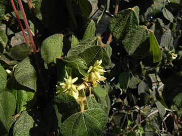 豆と葉を煎じて飲むと痰を切るから、タンキリマメ（痰切豆）。ただし薬効は…？写真は花。