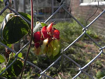 タンキリマメの実（さや）。花と実と種が全部同時に観察できました。