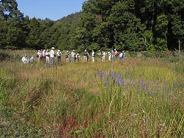 湿地に移動して木道の上から植物観察。手前の紫はサワギキョウの花。