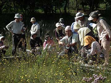 サワギキョウの花の花粉を出す仕組みについて解説中。スイランの黄色い花がたくさん咲いています。