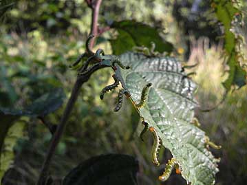 植物以外のものも観察しました。手を近づけるとダンス？する、ヒラアシハバチの幼虫。サクラバハンノキの葉で、葉の縁に整列して食べていました。