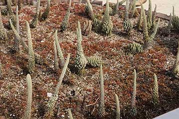 スカイツリーみたい？に伸びているのが開花株です。昨年の移植作業の際にも来られた方がおられましたが、小さな子株がたくさん生えていることにびっくりされていました。