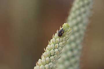 ツメレンゲで見つけた昆虫たち・その１：ナナホシテントウのサナギ。