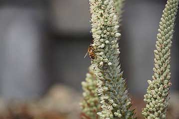 ツメレンゲで見つけた昆虫たち・その2：セイヨウミツバチ。ニホンミツバチの来訪も期待できるかも？