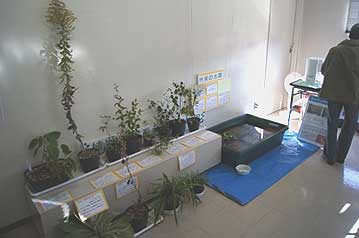 反対側の壁際には、外来生物展に協力して展示していた外来植物の鉢植えを並べてあります。