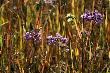 湿地の草もほとんど枯れはじめ、「枯れ野」の風情ですが、その中に咲くヤマラッキョウの花。