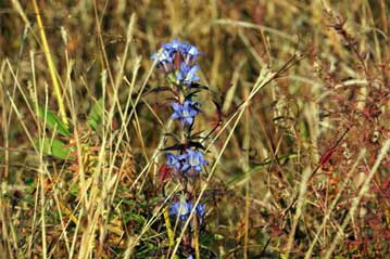 見事に咲いたリンドウの花。曇天だと花が開かないのですが、この日は晴天で、ほぼ満開となっていました。