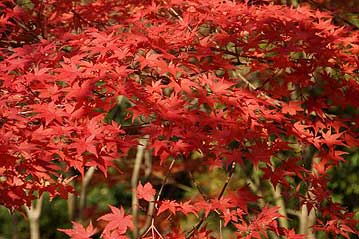 鮮やかに紅葉したイロハモミジ。本来は葉の形がカエルの手に似ているので「蛙手」でカエデですが、紅葉の代表格なので、モミジと呼ばれるようになりました。