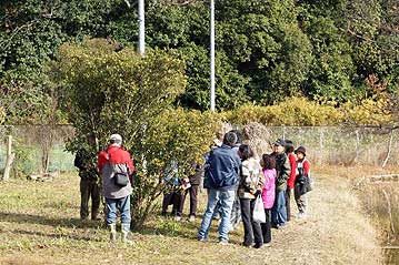 大きなクチナシの木。この実も熟すにつれて徐々に黄色から赤に変化します。形も面白いので今回はリースの飾りに使いました。