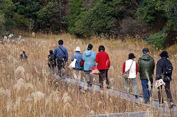 すっかり枯れ野の風情となってしまった湿地の木道を歩きます。何もないようですが、よく観察すると秋の置き土産が見つかります。