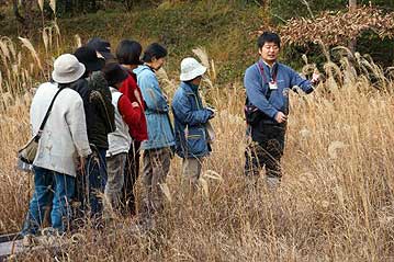 立ち枯れたサワギキョウの茎には、種子のたくさん入った果実がそのまま残っています。希望者には採取していただきましたが、ほぼ全員が持って帰られました。