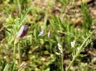 左からカラスノエンドウ、カスマグサ、スズメノエンドウの花