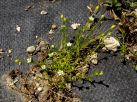 植物園の防草シートの小さな穴から芽生えたハマツメクサ