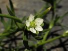 ハマツメクサの花。花の開花は午前11時過ぎと、かなり遅め。