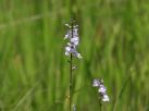 マツバウンランの花。群生すると美しいが、繁殖力が強く、繁茂すると厄介な帰化植物。