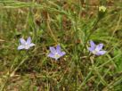 ヒナギキョウの花。マツバウンランと生育環境は似通っているが、こちらは在来種。