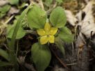 サクラソウとは似ていない黄色の花だが、よく見るとかわいらしい花である。