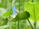 ツユクサの花。二つ折りになった「苞」から花が付き出すように咲く。