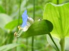 ツユクサの花。二つ折りになった「苞」から花が付き出すように咲く。