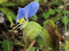 ケツユクサの花。苞に白い毛が生えている。