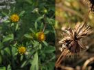 アメリカセンダングサ。花は筒状花のみで、果実の角は2本。コセンダングサ、コシロノセンダングサなど、近縁の外来種も多いので注意。