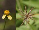 在来のセンダングサの花と果実。花には黄色の舌状花がまばらにあり、果実の角は、3～4本。