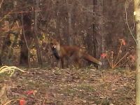 7日：湿地エリアに現れたキツネ（ホンドギツネ）