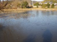 26日：全面凍結した温室エリアの池