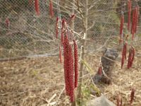 24日：ほころび始めたサクラバハンノキの雄花序