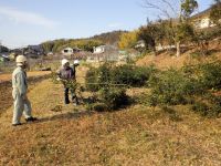 8日：伐採したウバメガシの枝を片付ける植物園ボランティアの方々 